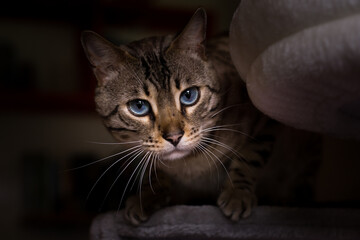 Portrait eines Bengalen