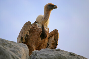 Griffon Vulture perched on rock