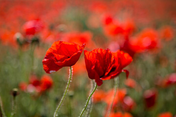 A close up of poppies blooming in summer, with a shallow depth of field