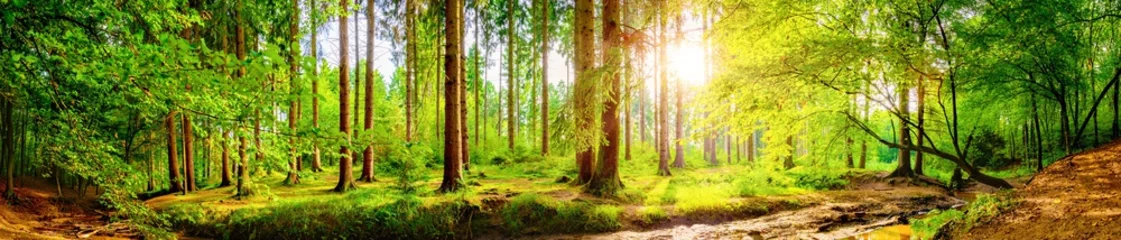 Papier Peint photo Panoramique Panorama forestier avec un soleil éclatant qui brille à travers les arbres