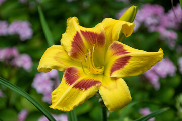 Close up of a beautiful flower in a park in Germany