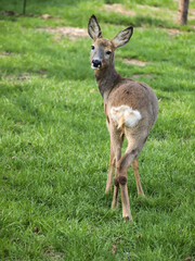 roe deer, standing on green grass © rparys
