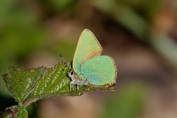 A Green Hairstreak butterfly perched on Bramble leaves.