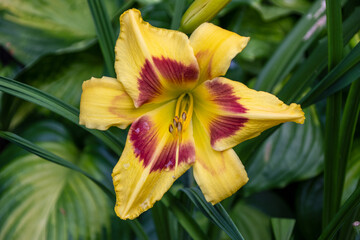 Obraz premium Close up of a beautiful flower in a park in Germany