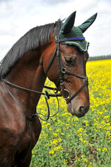 Portrait of a purebred  horse on a rape field.