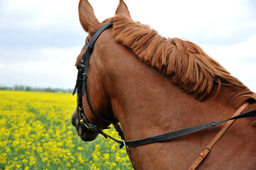 Purebred horse  on a rapeseed field outdoors in rural scene