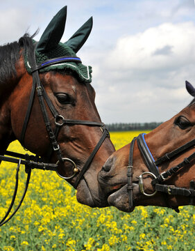 Two Horses Stand Head To Head Touching Noses Each Other With Their Noses In A Sign Of Friendship And Affection. Kiss Of Two  Horses Of Black And Brown Color.