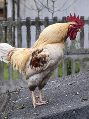 cock