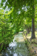 緑豊かな水元公園