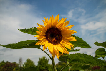 Close up of a beautiful flower in a park in Germany