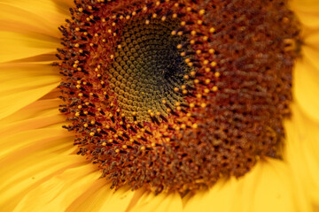 Close up of a beautiful flower in a park in Germany