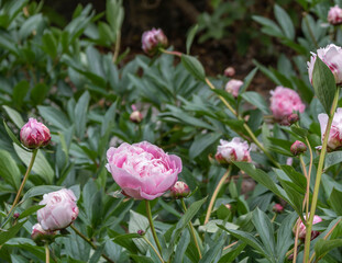 Fototapeta premium Buds pink peonies. Images, coloured.