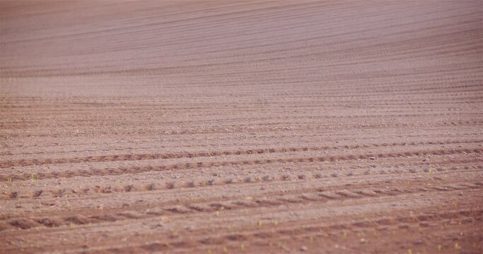 Agriculture - Young Corn Growing at Agricultural Field