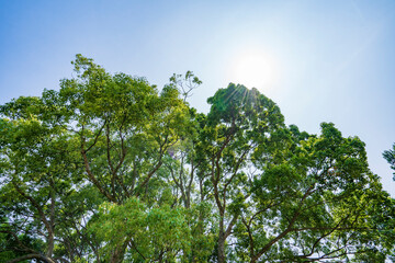 緑豊かな水元公園