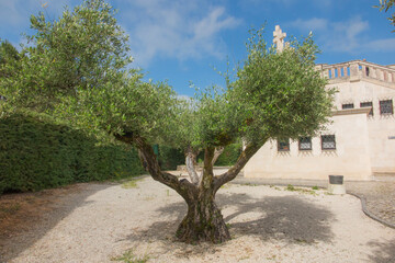 Obraz premium olive tree in the square near other trees in Portugal