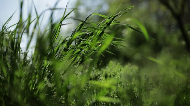 Natural meadow grass swayed slowly from the wind. Green environment concept. Blades of grass blowing in the wind on blurred green background closeup shot. Elytrigia or Elymus repens. slowmo video