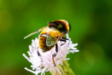 bee on a flower