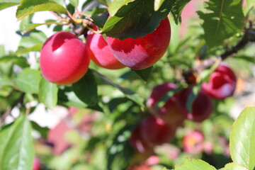 immature Common plum(Prunus domestica) fruit on plum tree
