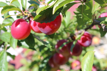 immature Common plum(Prunus domestica) fruit on plum tree