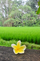 Beautiful yellow frangipani flower in front of paddy field at Ubud, Bali. The frangipani is an iconic tropical tree bearing clusters of colourful and scented flowers.