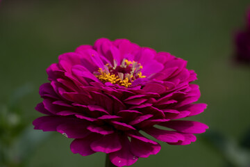 Close up of a beautiful flower in a park in Germany