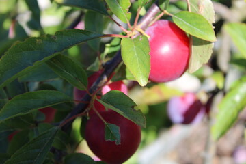immature Common plum(Prunus domestica) fruit on plum tree
