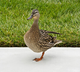 Female (hen) mallard duck standing on one leg on patio in backyard of Southern California home, United States