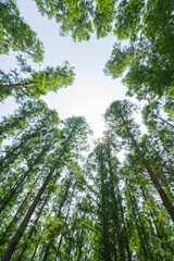 緑豊かな水元公園