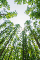 Obraz premium 緑豊かな水元公園