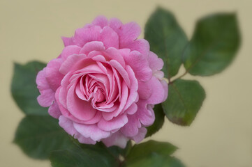 Beautiful pink sweet rose blossom closeup. Pink rose flower beauty.