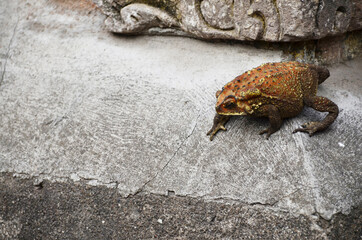 Toad is a common name for certain frogs, especially of the family Bufonidae. Texture of toad body.