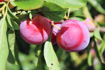 immature Common plum(Prunus domestica) fruit on plum tree