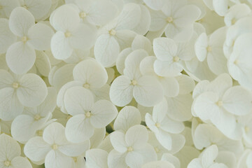 Annabelle white hortensia flower macro