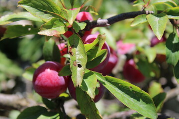 immature Common plum(Prunus domestica) fruit on plum tree