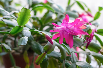Cactuses known as schlumbergera, blooming succulents for home  and offices. Home plant on windowsll with large bright pink flowers
