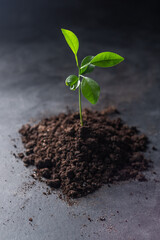 Small trees with green leaves, natural growth, the concept of agriculture and sustainable plant growth.