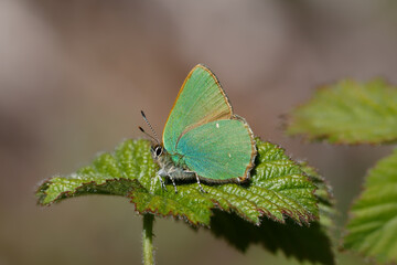 A Green Hairstreak butterfly perched on Bramble leaves.