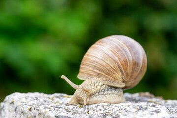 Schnecke im Garten