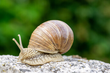 Schnecke im Garten