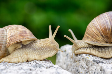 Schnecke im Garten