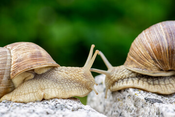 Schnecke im Garten