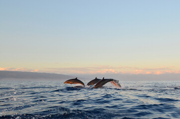 Dolphin watching during the sunrise time at Sanur, Bali. Lovina beach is one of Spectacular beach with Dolphin habitat and place for Watching dolphins.