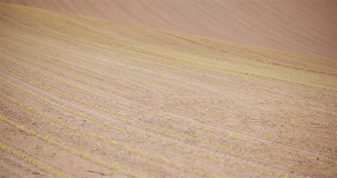 Agriculture - Young Corn Growing at Agricultural Field