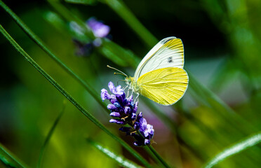 Schmetterling an Lavendel
