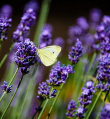 Schmetterling an Lavendel
