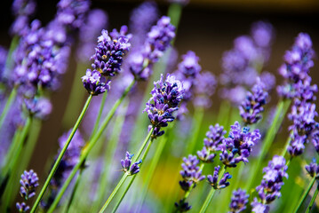 Lavendel