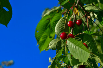 Fototapeta premium sweet red ripe cherries on the branches of a tree
