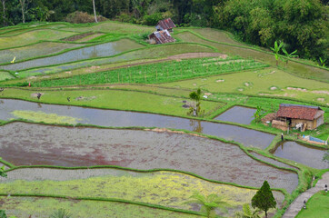 The Tegallalang Rice Terraces in Ubud are famous for their beautiful scenes of rice paddies and their innovative irrigation system