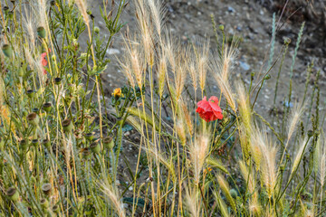 poppies in the field