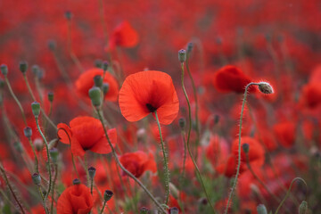 Beautiful red poppies in the field, close-up.